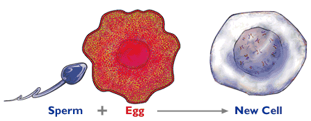 Chromosomes and Reproduction