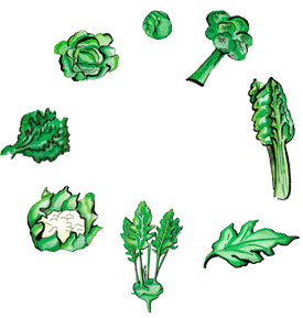 Cruciferous Vegetables