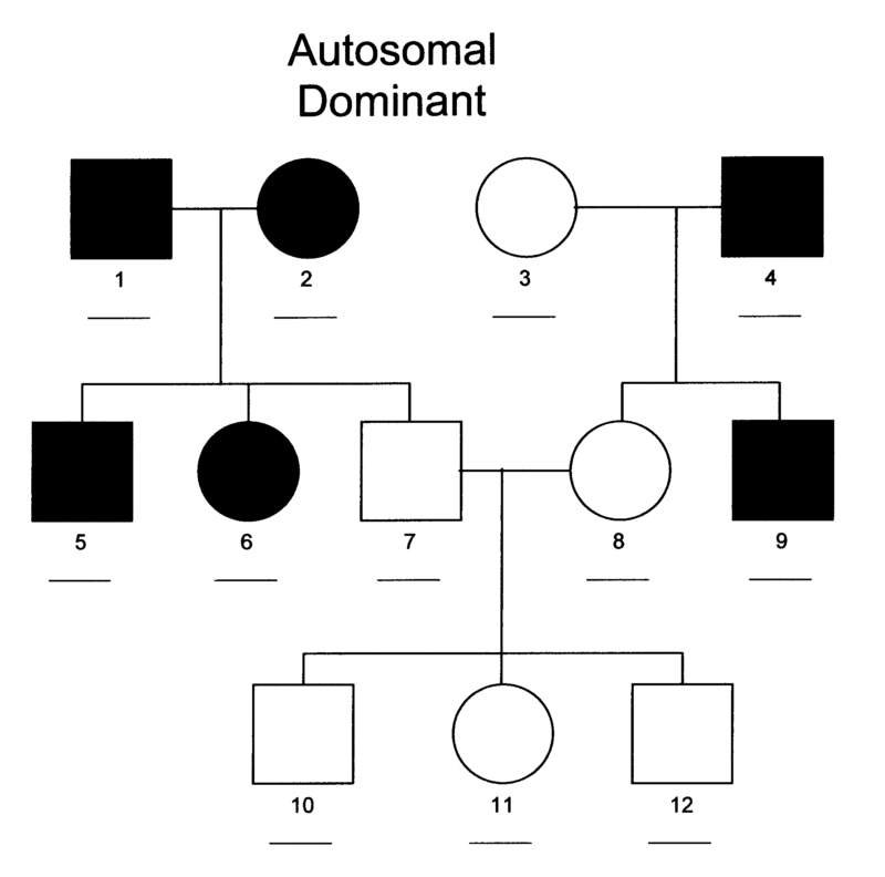 How to make and analyze a pedigree chart answer key Autosomal Dominant Inheritance Michigan Genetics Resource Center