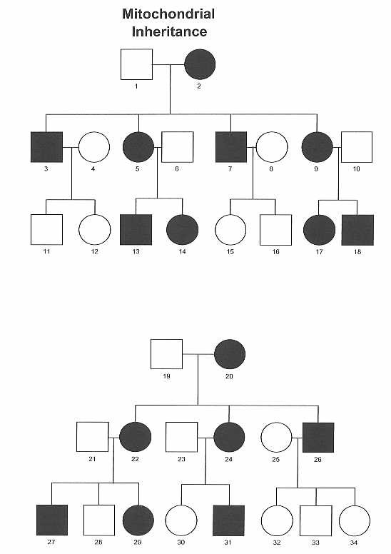 Mitochondrial Inheritance Pedigree Chart