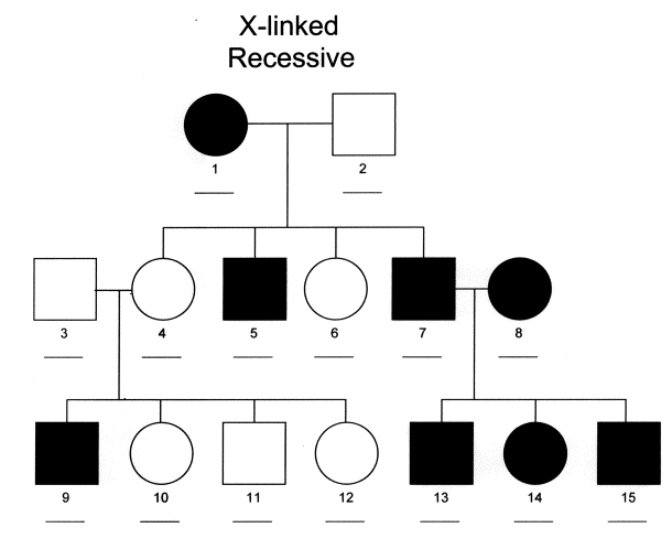 Muscular Dystrophy Pedigree Chart Answers